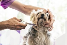 How Much Should I Tip My Dog Groomer?
