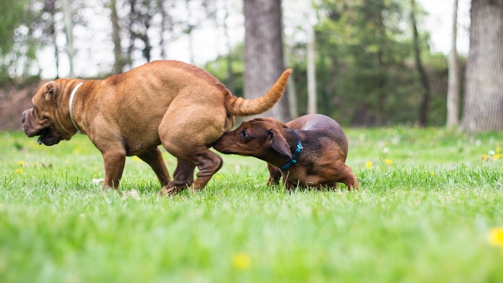 how old does a female dog go into heat