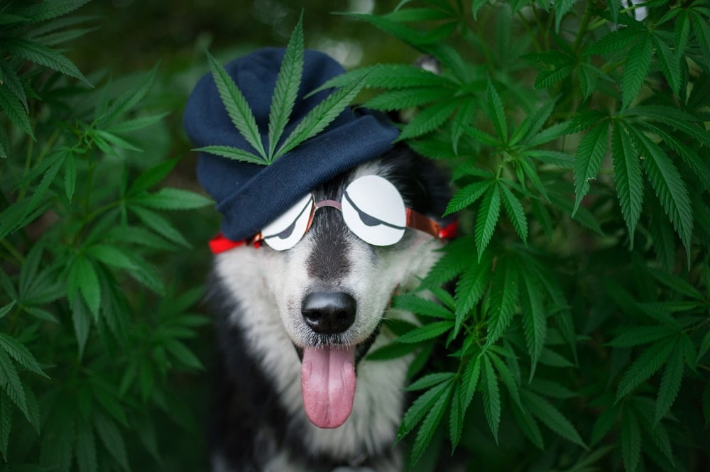 dog in a weed