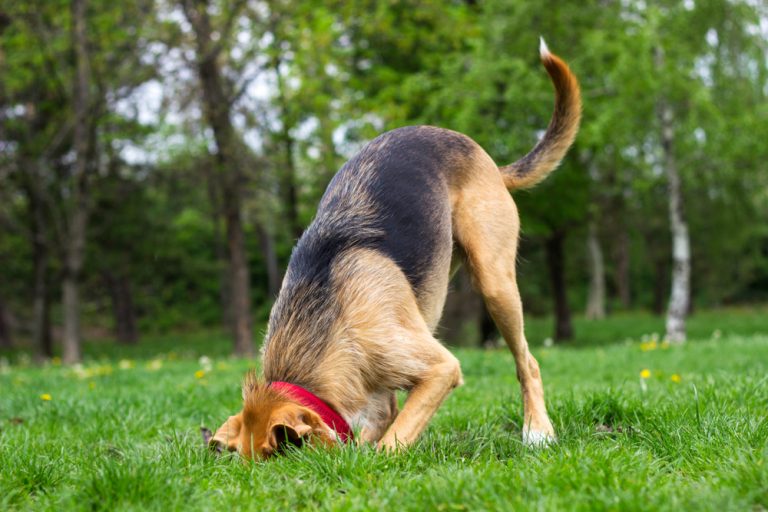 Why Do Dogs Bury Bones? » Petsoid