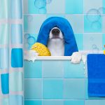 dog is having a bath