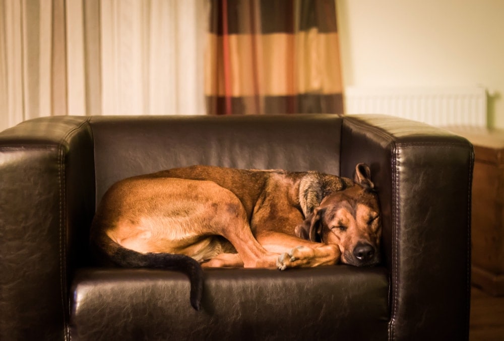 dog is slepping on a sofa