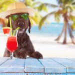 dog on vacation coctails 1