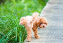 5 Reasons Why Your Dog Hasn´t Urinated for 24 Hours