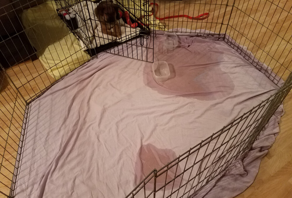 5 Reasons Why Your Dog Hasn´t Urinated for 24 Hours » Petsoid