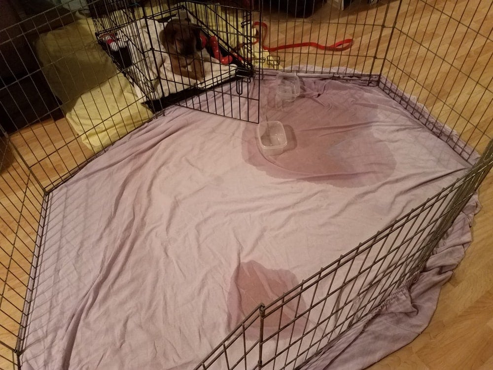 dog pee in crate