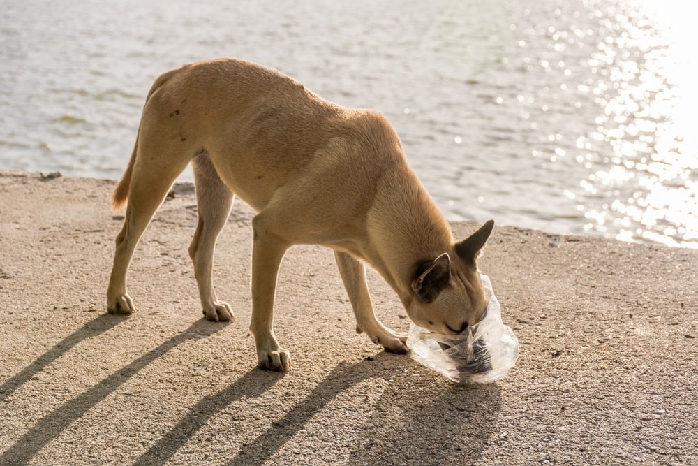 dog plastic bag