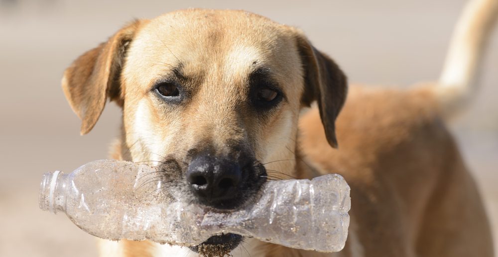 My Dog Ate Plastic What should I do? Petsoid