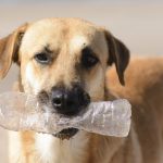 dog plastic bottle