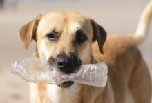 My Dog Ate Plastic - What should I do?