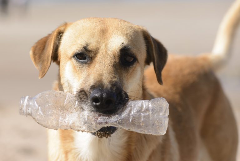 My Dog Ate Plastic - What should I do? » Petsoid