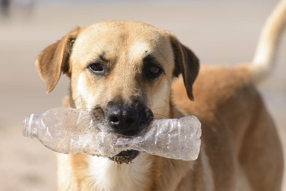 My Dog Ate Plastic What Should I Do Petsoid