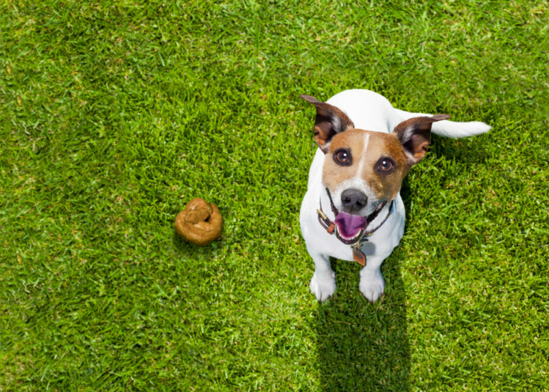 Why Do Dogs Roll in Poop? » Petsoid