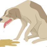 dog pukes with brown