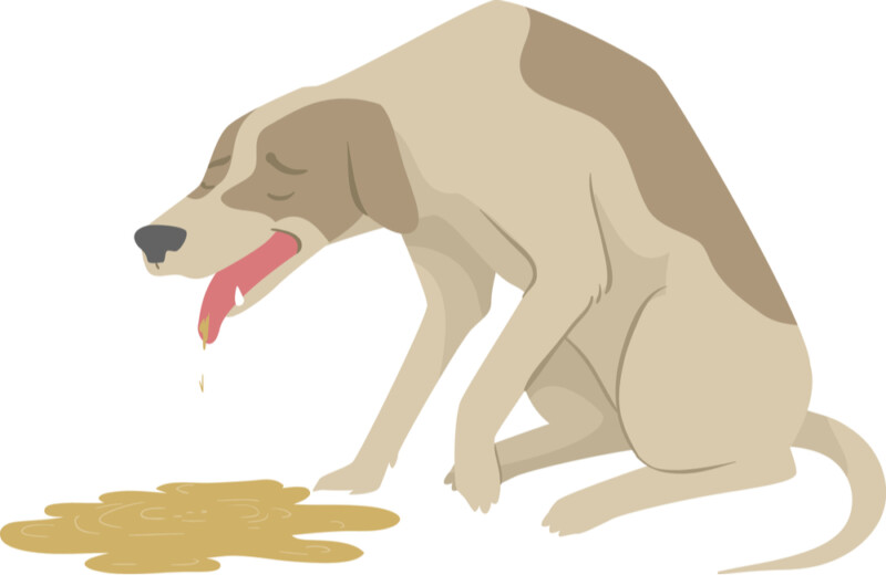 Why Is My Dog Vomiting Brown Liquid? » Petsoid