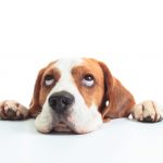 dog roll eyes back in head 1