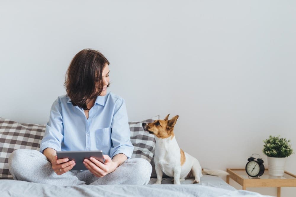 How Much Should You Charge For Overnight Dog Sitting Petsoid