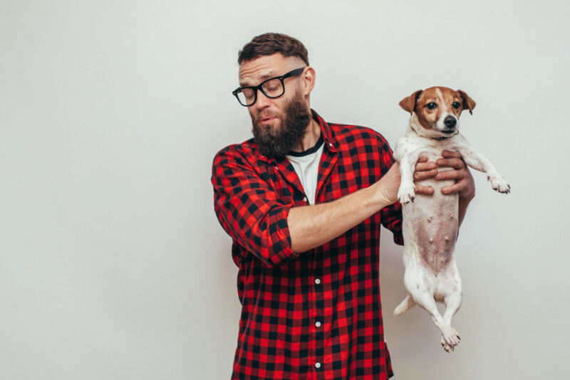 How to Eliminate Dog Smell in Your House » Petsoid