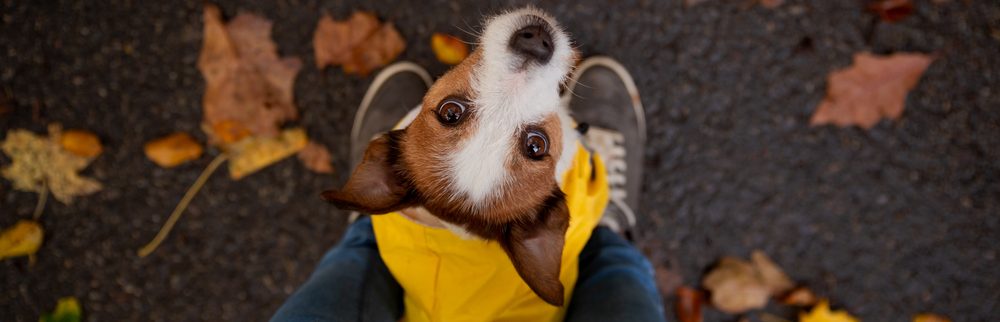 Why Does My Dog Sit On My Feet? » Petsoid