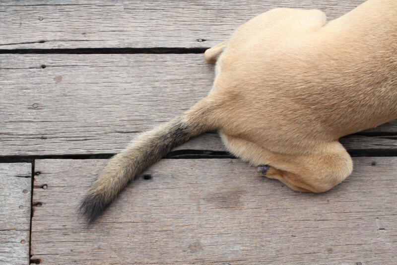 Dog with injured tail