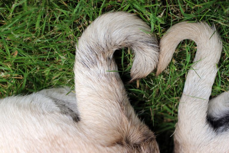 Injured & Broken Dog Tail Symptoms, Causes & Treatments » Petsoid