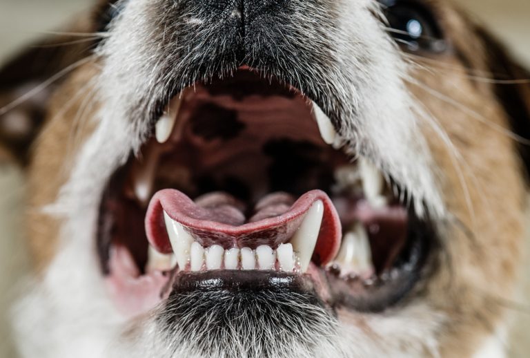 Why Do Dogs Chatter Their Teeth? » Petsoid