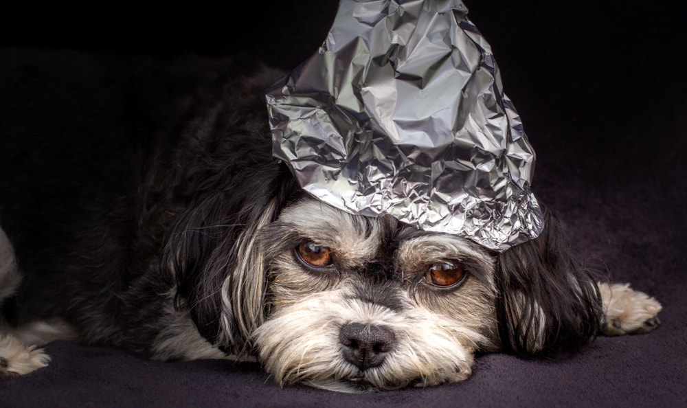 dog tinfoil hat