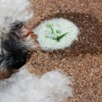 dog vormited on a carpet