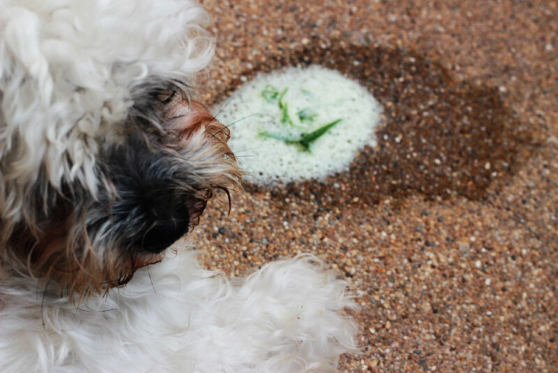 What Does It Mean When A Dog Throws Up Foamy Stuff at Alice Deputy blog