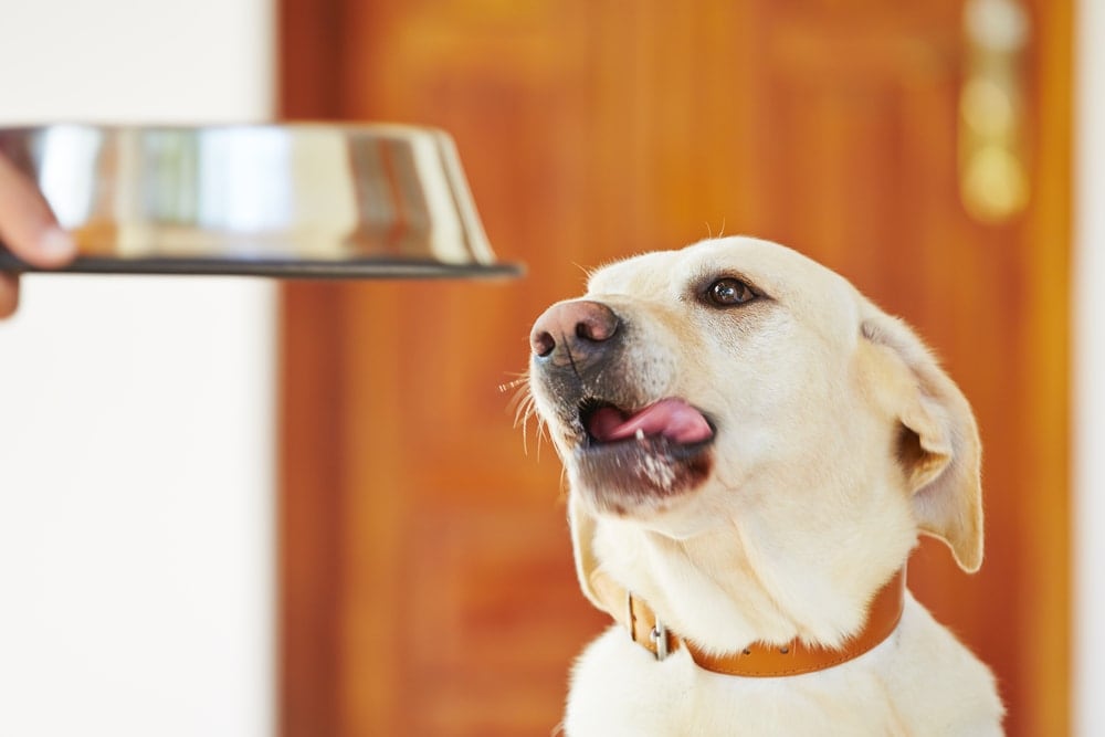 dog waiting for food