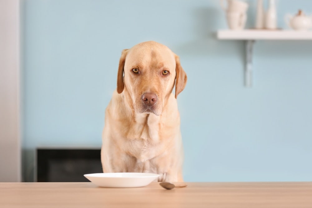 do dogs like spicy food