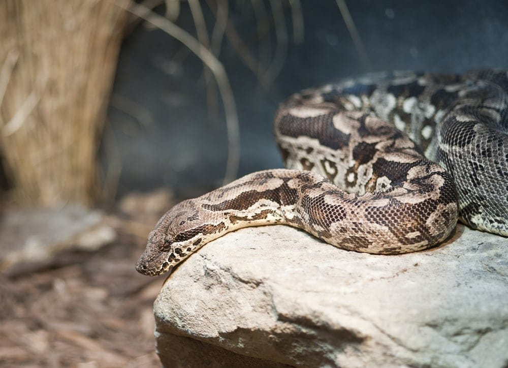 Dumerils Boa Care Guide & Information - Petsoid