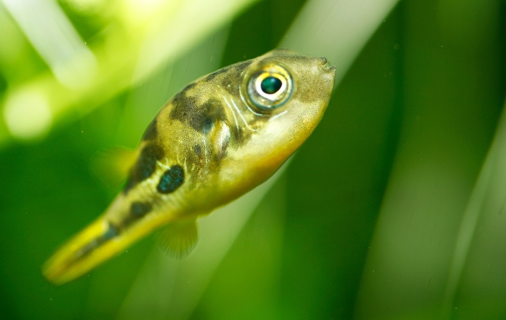 Freshwater Pufferfish Care Guide - Diet & Tank Info » Petsoid