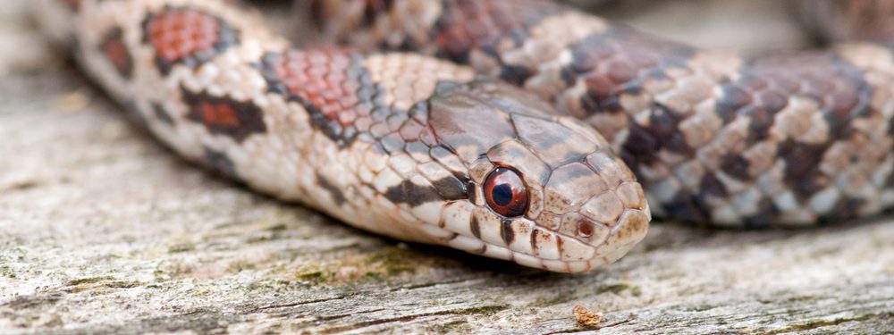 Eastern Milk Snake Care Guide And Info Petsoid