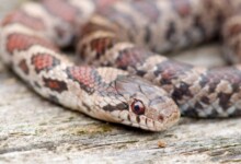 Eastern Milk Snake Care Guide - Size, Lifespan & More