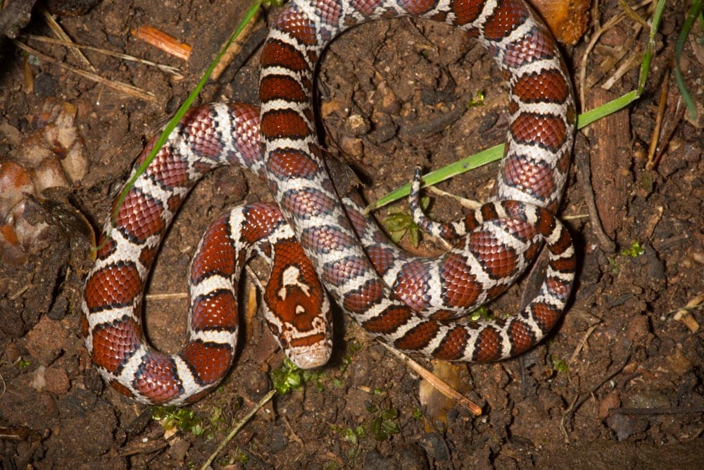 pale milksnake