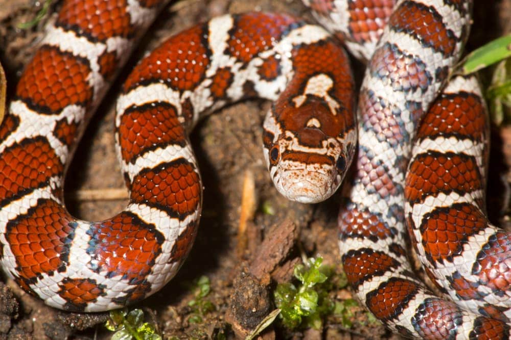 milk snake substrate