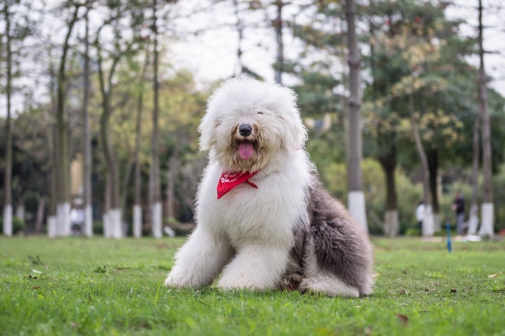 english sheepdog