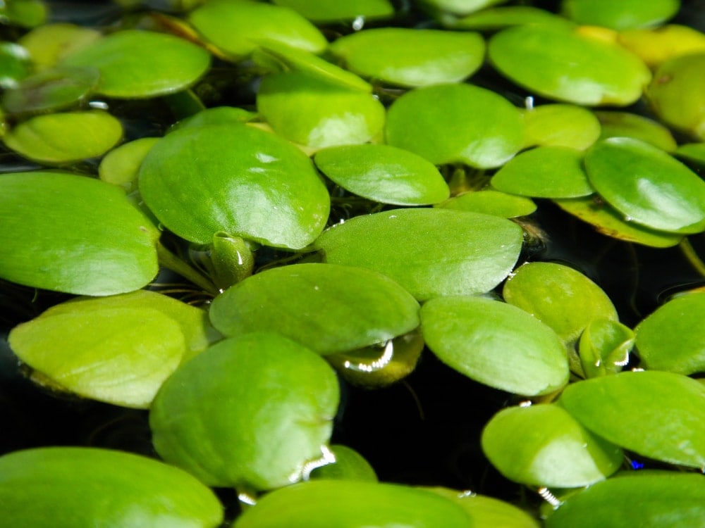 Benefits of Having Floating Aquarium Plants » Petsoid