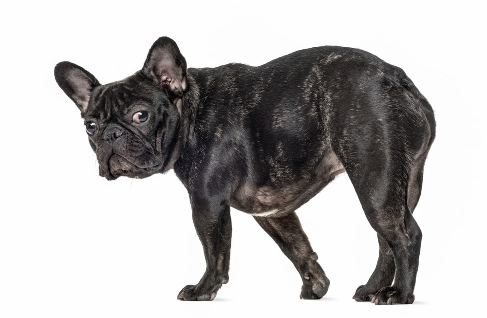 french bulldog white background