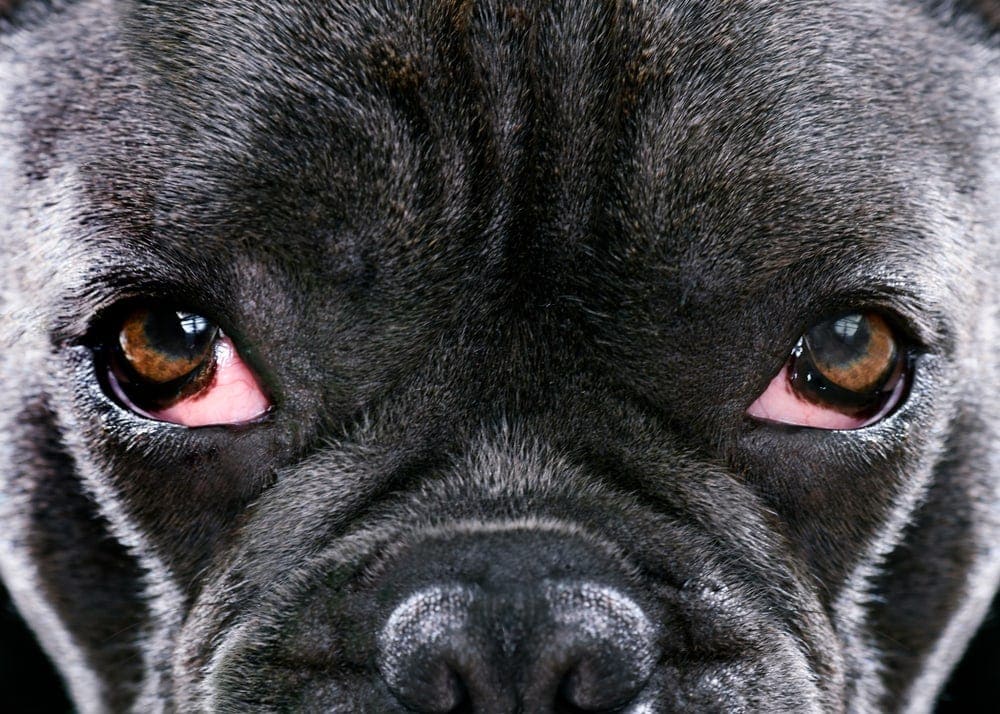 Reasons Why Your Dog Has Swollen Eyes » Petsoid