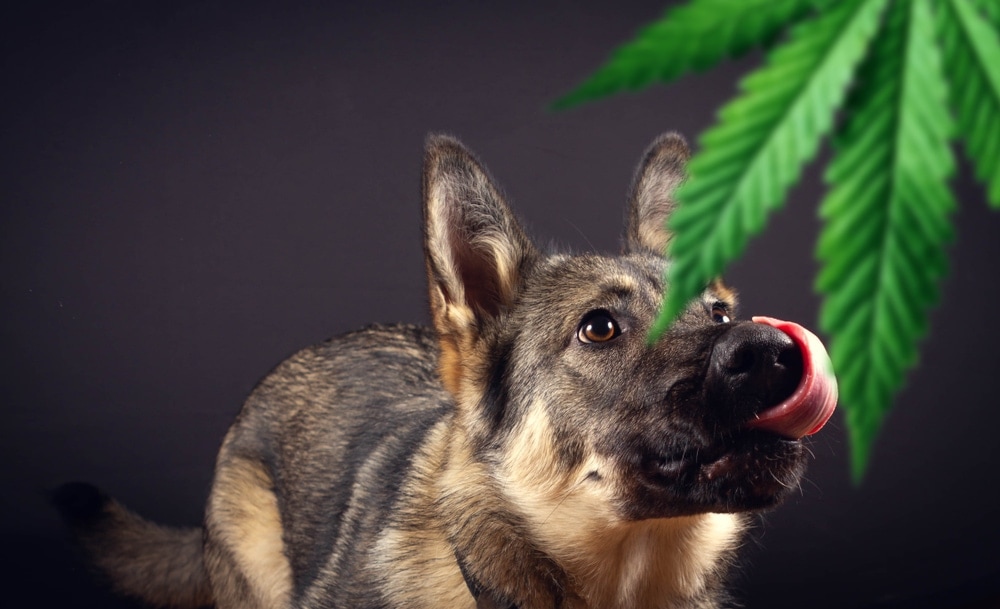 german shephard eat weed