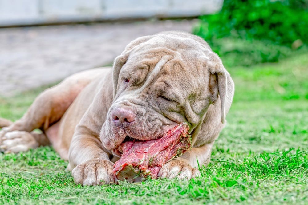 giant dog eats meat