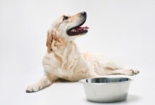 My Dog Won't Drink Water - Common Reasons