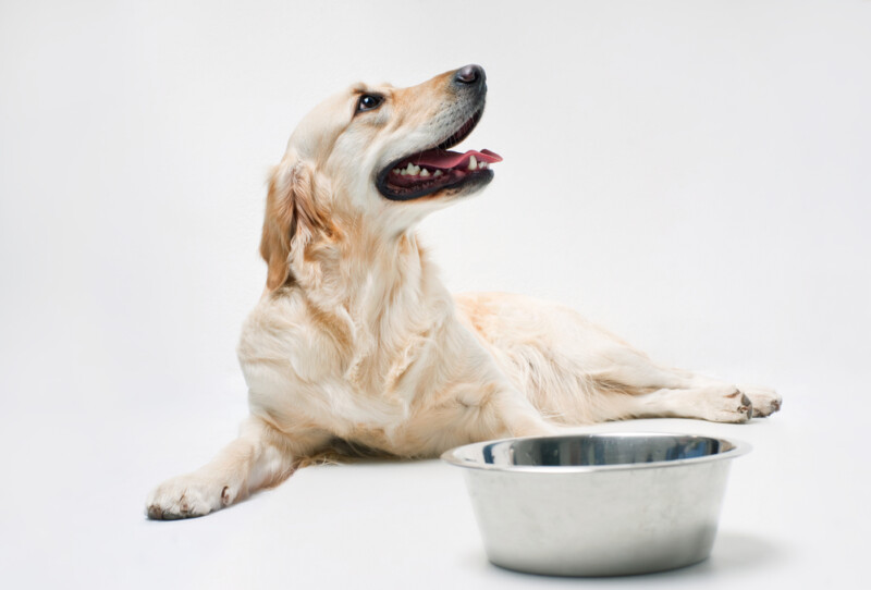 My Dog Won't Drink Water - Common Reasons » Petsoid