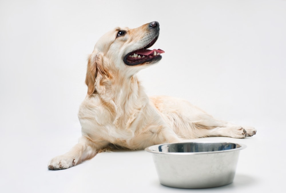 golden retreiver and water bowl