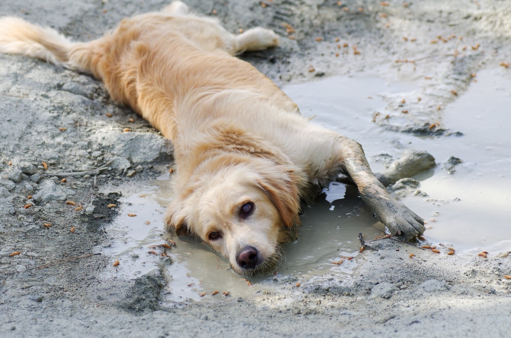 Why Do Dogs Eat Dirt? - Petsoid