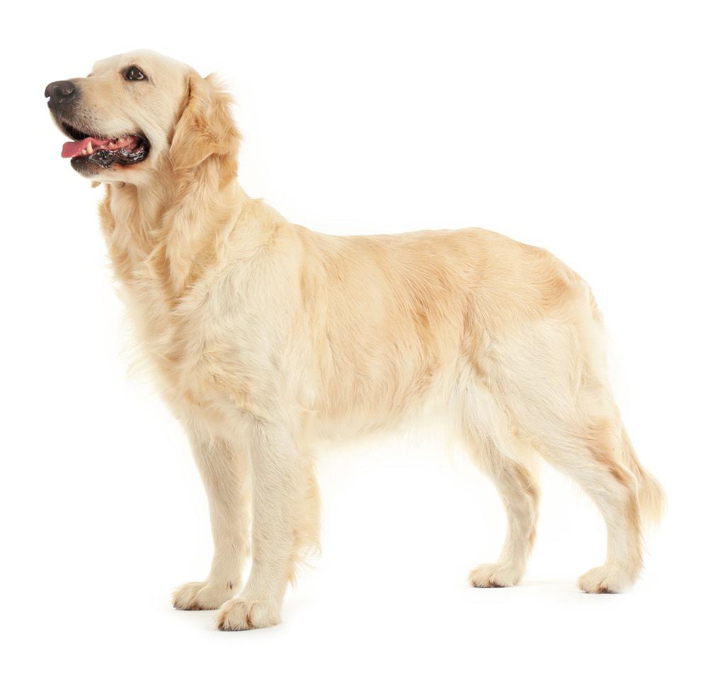 golden retriever 4