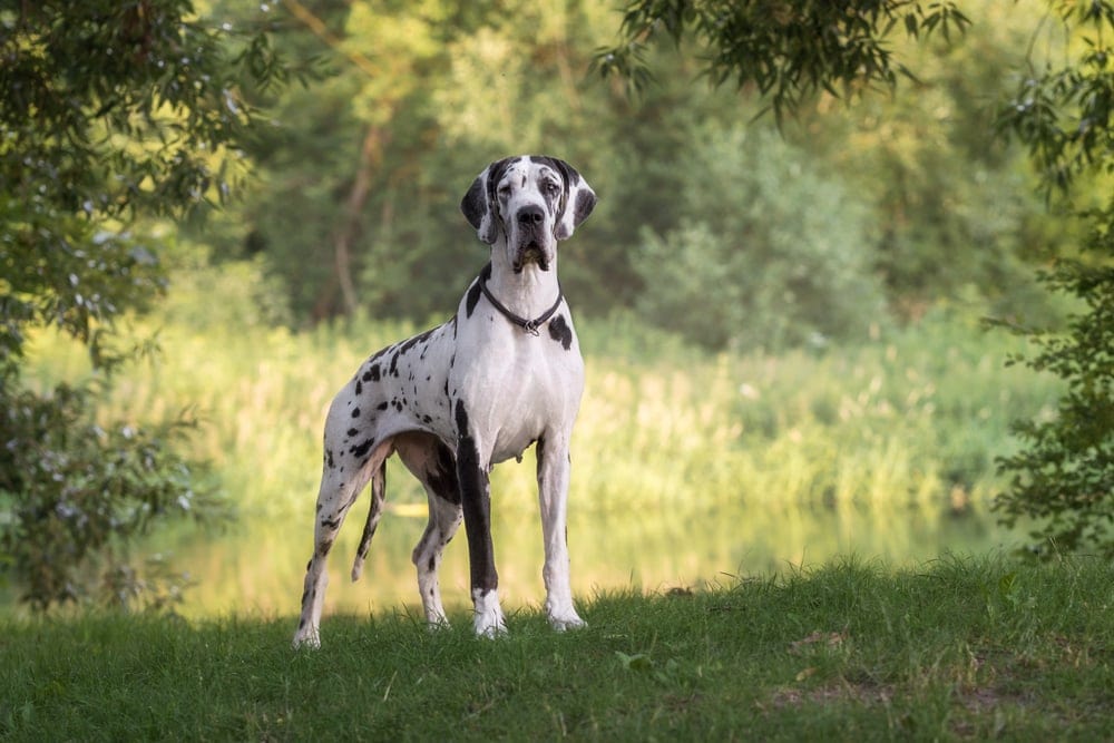 great dane 1