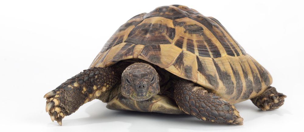 Greek Tortoise - Care Guide & Info - Petsoid